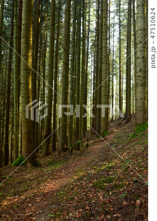 The sun's rays break through the fog 47510624