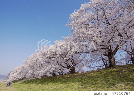 京都の桜　背割堤の桜　京都桜の名所 47510764