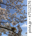 桜 47512576