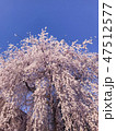 桜 47512577