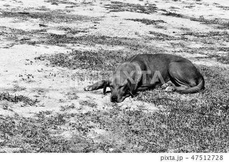 hungry stray dog wait someone give food on dirty ground in black and white photography hungry stray dog wait someone give food on dirty ground in black and white photography 47512728