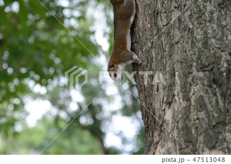 Squirrel animal playing on tree in public park 47513048
