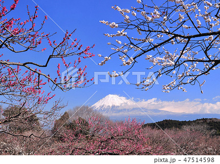 紅白梅と富士山-222304 47514598