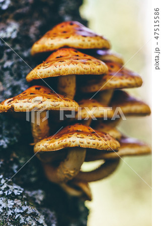 Pholiota aurivella mushrooms on a birch 47515586