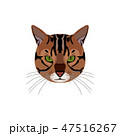 Bengal Cat brown-spotted 47516267