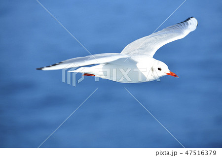 伊豆の海を飛ぶカモメ 47516379