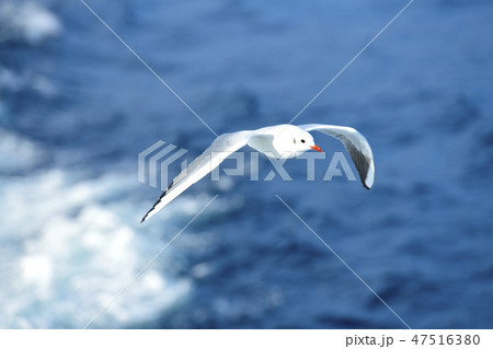 伊豆の海を飛ぶカモメ 伊豆の海を飛ぶカモメ 47516380