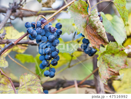 Red grapes in the vineyard at sunlight. 47516992