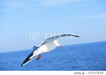 伊豆の海を飛ぶカモメ 伊豆の海を飛ぶカモメ 47517358