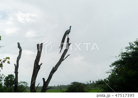 Sri lanka peacock in the wild on a tree branch 47517395