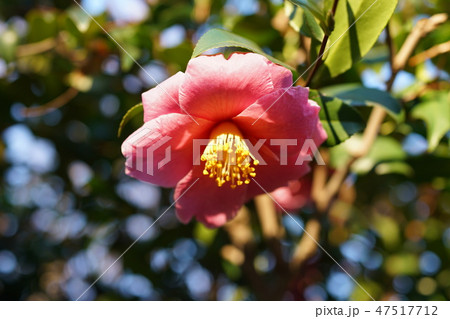 山茶花 山茶花 47517712