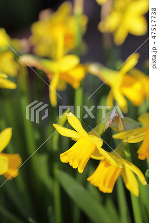 ティタティタ・ミニスイセンの花 ティタティタ・ミニスイセンの花 47517738