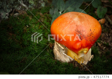 Close up of red caesar mushroom Close up of red caesar mushroom 47517774