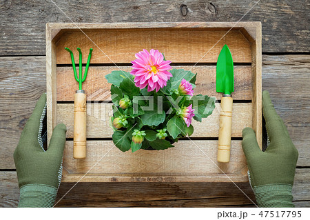 Hands of gardener in gloves hold a box with flower 47517795