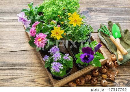 Seedlings of garden plants, flowerpots of flowers. Seedlings of garden plants, flowerpots of flowers. 47517796