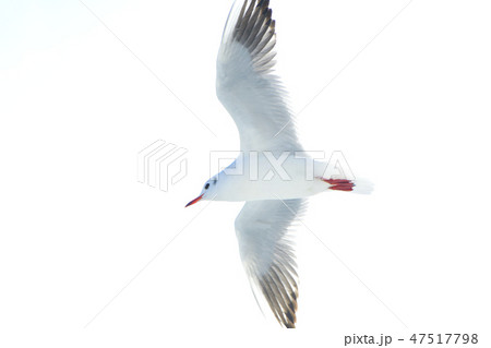 白バックの飛ぶカモメ 47517798