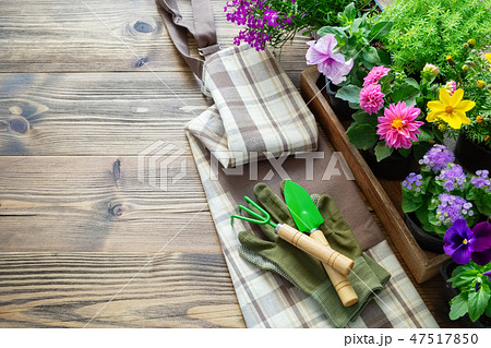 Seedlings of flowers in pots. Shovel, rake, apron. 47517850