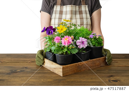 Woman gardener holds a tray with flower pots. 47517887