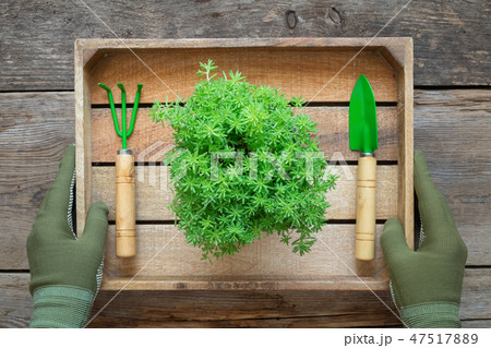 Hands of gardener hold a box with stonecrop flower 47517889
