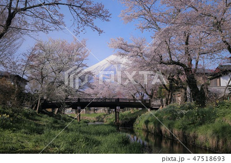 忍野八海 富士山と桜 忍野八海 富士山と桜 47518693