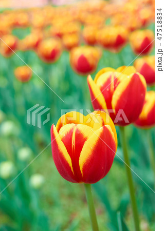 ランボー　チューリップの花　赤色　黄色 47518834