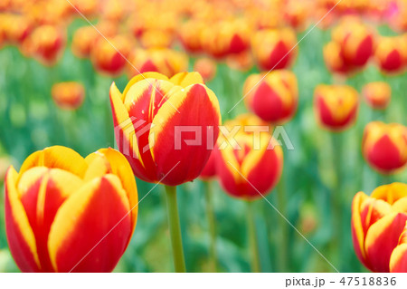 鮮やかなチューリップの花 鮮やかなチューリップの花 47518836