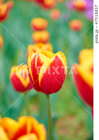 赤と黄色のチューリップの花 47518837