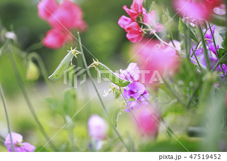 カラフルなスイートピー カラフルなスイートピー 47519452