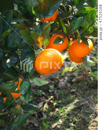 浜松の完熟ミカン（青島） 47520108