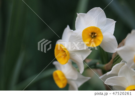スイセンの花 スイセンの花 47520261