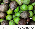 Hass avocado with dark green and green colored 47520278