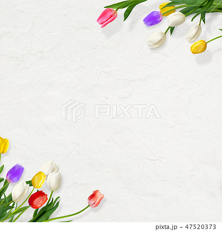 背景 花 壁 春 白壁 チューリップのイラスト素材