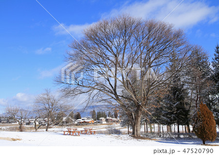 大きな栗の木　冬 47520790
