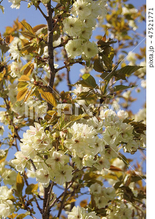 黄色い桜：ニシナザオウ（仁科蔵王） 47521771