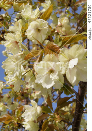 黄色い桜:ニシナザオウ(仁科蔵王) 黄色い桜:ニシナザオウ(仁科蔵王) 47521780