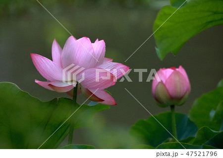 ハスの花 47521796