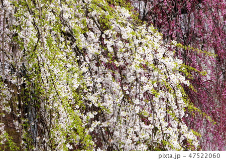 春の印象 47522060