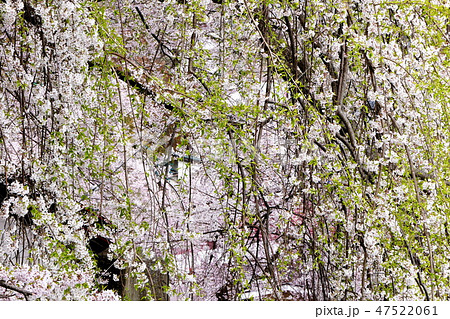 春の印象 47522061