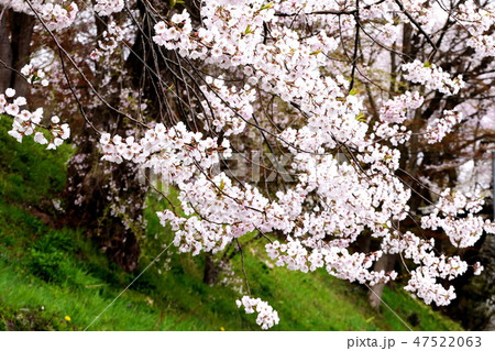 春の印象 47522063