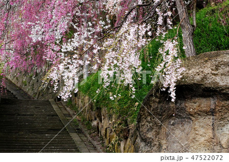 春の印象 47522072