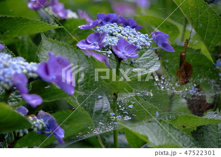 紫陽花 紫陽花 47522301