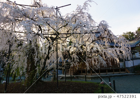 [愛知県]　野依八幡社 47522391