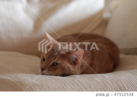 我が家のミルクさん 我が家のミルクさん 47522538