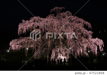 三春 滝桜 47522808