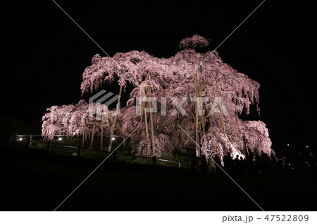 三春 滝桜 47522809