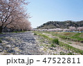 桜 47522811
