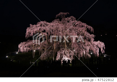 三春 滝桜 47522812