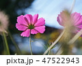 コスモス 47522943