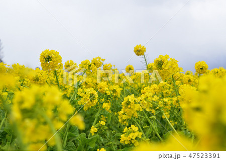 滋賀の菜の花畑 滋賀の菜の花畑 47523391
