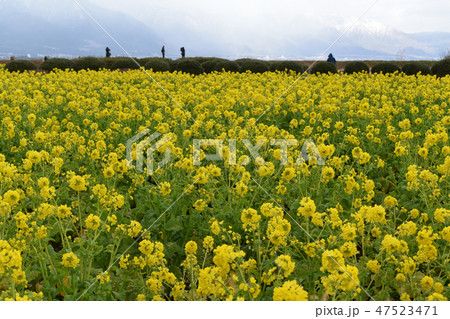 滋賀の菜の花畑 滋賀の菜の花畑 47523471